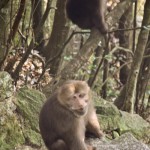 Huangshan Wild Monkeys